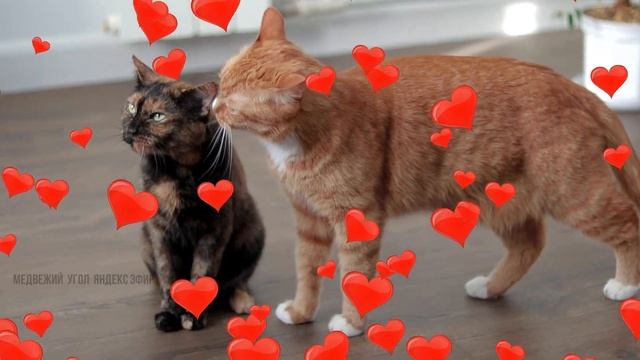 Про котов праздничное / На День Святого Валентина /Приколы про кошек смотреть онлайн