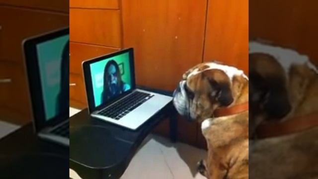 Сколько у собаки эмоций :D смотреть онлайн