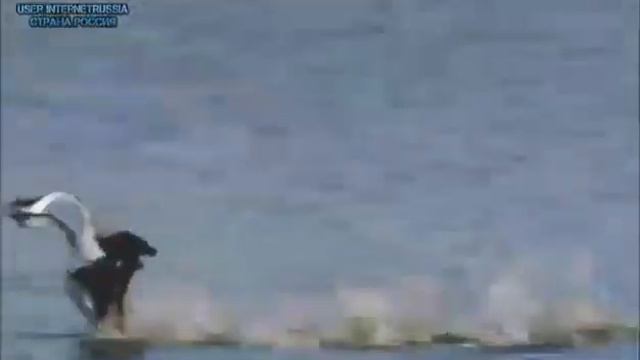 БЕЛЫЕ РОЗЫ ЛЯ-ЛЯ-ЛЯ СТАРОЕ ВИДЕО смотреть онлайн