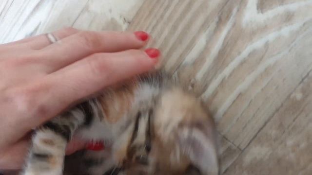 Котенок дома. Взяли котёнка на воспитание | Кошка Маруся - первые дни в нашем обществе. смотреть онлайн