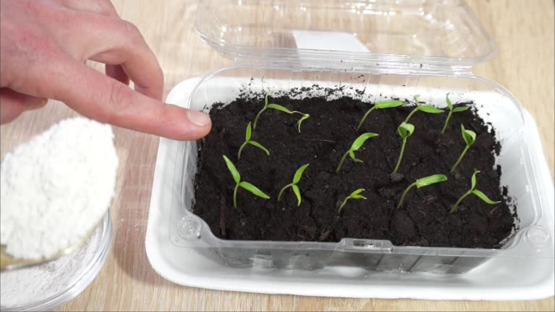 Насыпьте Это - Рассада Будет Мощная и Без Подкормки! Урожай Удивит! смотреть онлайн