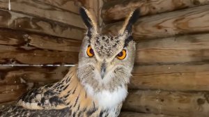 Сова Добрыня стал добрым)