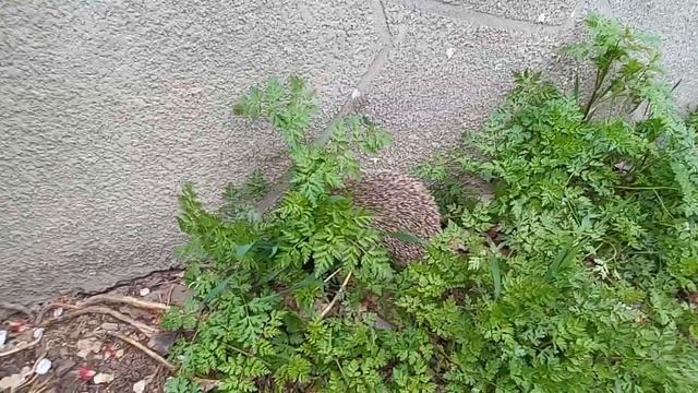 обыкновенный Ёжик в природе смотреть онлайн