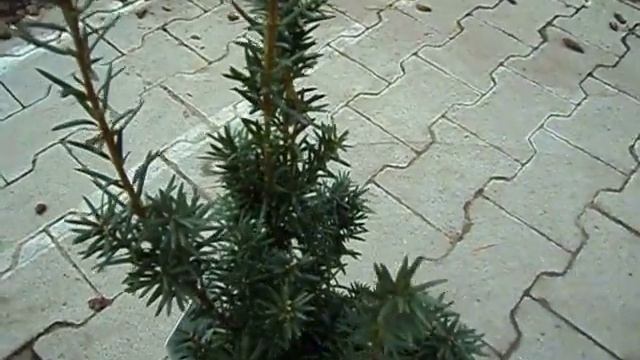 Taxus media Hicksii смотреть онлайн