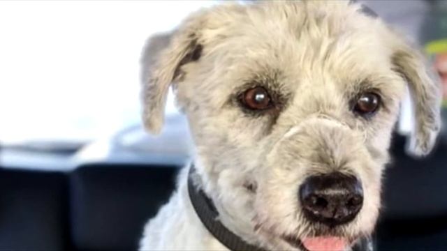 Собака сидела у дверей старой квартиры. Узнав причину, вы не сдержите слез! смотреть онлайн