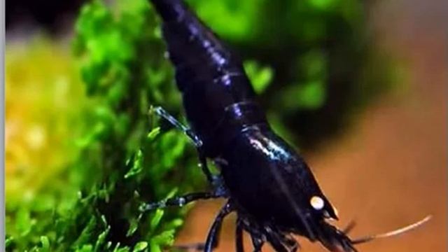 Черная Тигровая Креветка. Содержание. Уход. Размножение. смотреть онлайн