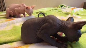 #сфинксы Котятам Канадского Сфинкса почти 3 месяца❤️