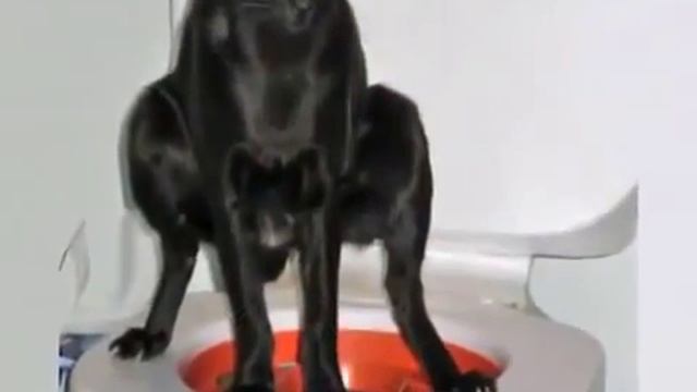 Приколы с животными как научить котов ходить на унитаз смотреть онлайн