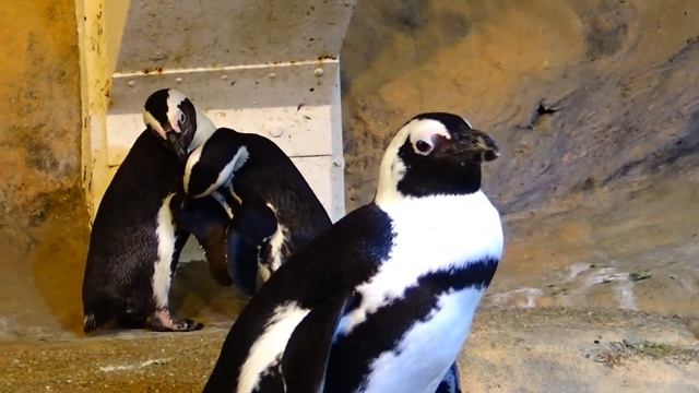Spheniscus demersus - (Linnaeus, 1758) - (Spheniscidae) - Manchot du Cap - Nausicaá - 08/2019 смотреть онлайн