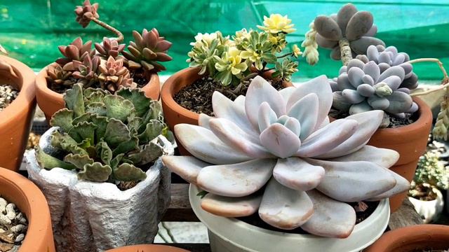 RARE GRAPTOVERIA SWAN FROM CHAI CHAFE || A cross between Laui & Opalina 다육식물 多肉植物 Suculentas смотреть онлайн
