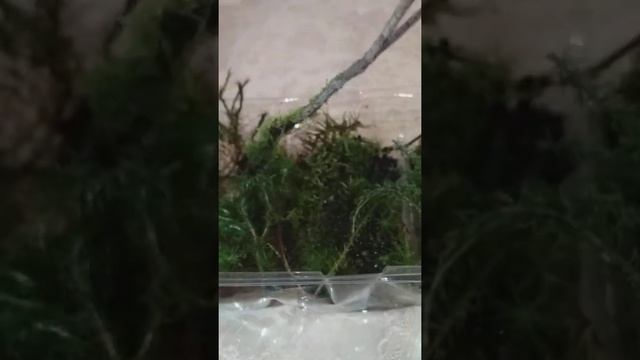 сфагнум, кукушкин лен - композиция смотреть онлайн