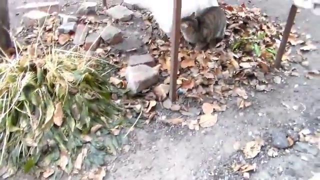 кот и кошка смотреть онлайн