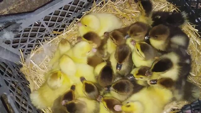 Голубая мускусная уточка с индоутятами- вывод закончился) muskovi duck and ducklin смотреть онлайн