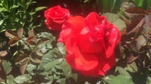 Аристократка роза Эль Торо.