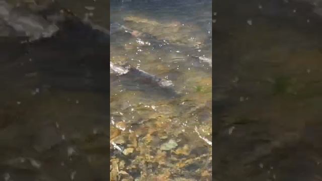 Кета на нересте смотреть онлайн