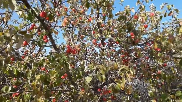 Поездка на дачу, дорога, красивые пейзажи, делаю видосы чисто для себя. смотреть онлайн