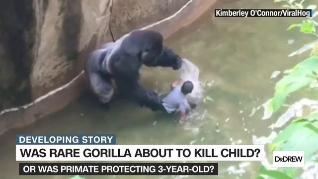 Did Harambe have to die? смотреть онлайн