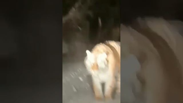 В Приморье водитель встретился с тигром на дороге смотреть онлайн