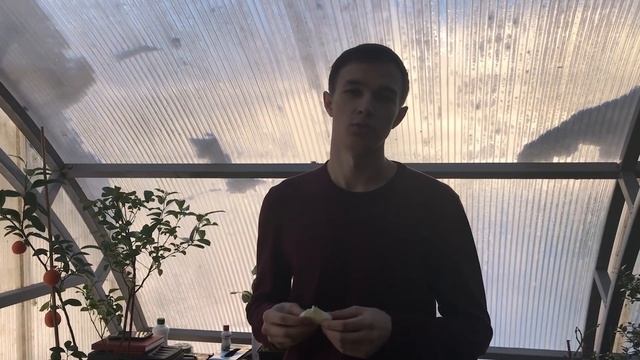 Павловский цитрон шишкан. Описание и особенности. смотреть онлайн