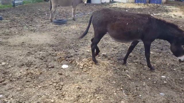 ОСЛЫ смотреть онлайн