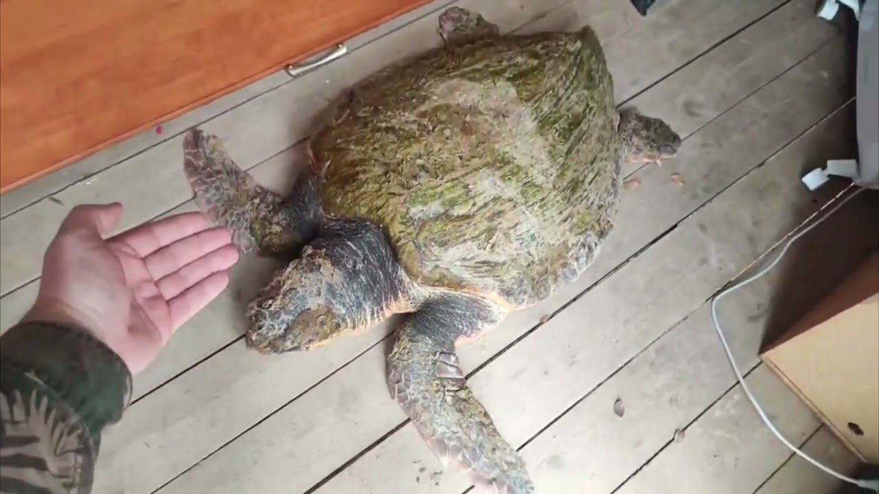 Морской исполин из Средиземного моря приплыл к берегам Черного моря смотреть онлайн