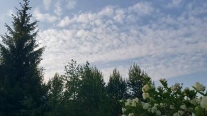 «Насажу я на крючок хитрую наживку» (Золотая рыбка)