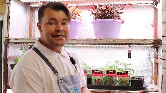 Огород на подоконнике. Что посеять для огорода на окне. Как вырастить дома семена томатов, огурцов. смотреть онлайн