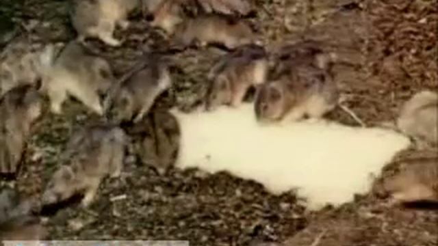 Lemming Migration смотреть онлайн