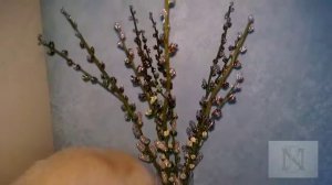 Пасхальный букет из веточек вербы /бисерная флористика