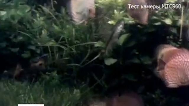 Тест камеры МТС 960 смотреть онлайн