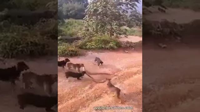 Вот это Анаконда и борьба с собаками смотреть онлайн