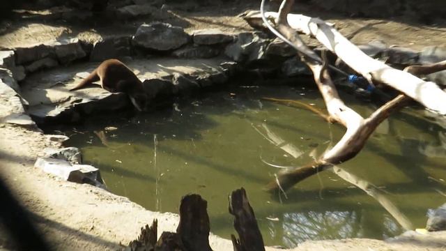 Азиатские бескоготные выдры на улице 29.04.2021 смотреть онлайн