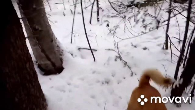 Проверка капканов на куницу и бобра. Удачно. смотреть онлайн