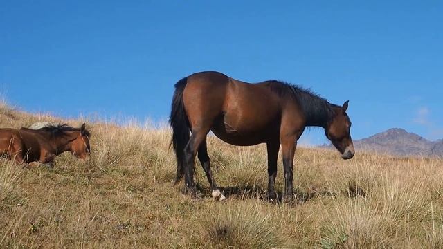 Грузинский элемент. Степанцминда | Казбеги смотреть онлайн