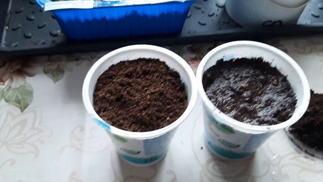 Пробуем вырастить Липу из семян ! смотреть онлайн