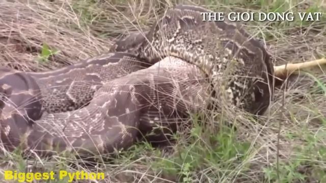 When Anaconda & Python Meet, It's Fight To Death смотреть онлайн