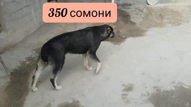Саги чупони фуруши смотреть онлайн