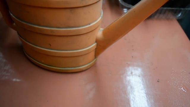 Первые всходы, первый полив и подкормка молодых сеянцев.