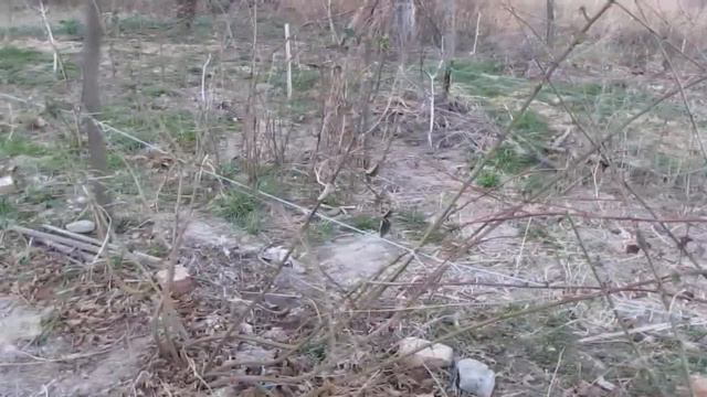 Підвязка ожини на шпалеру. смотреть онлайн