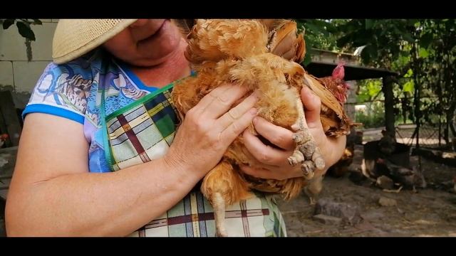 ???КАК ОПРЕДЕЛИТЬ ХОРОШУЮ КУРИЦУ НЕСУШКУ. МЕТОД ПАЛЬПАЦИИ смотреть онлайн