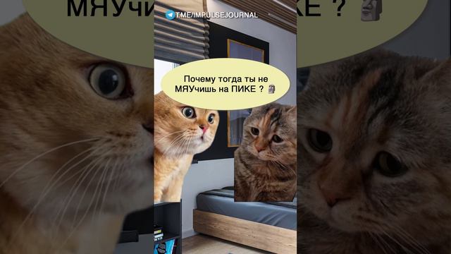 Женские сигналы #мыкотики #разговор #анекдот #шутки #коты #юмор #смешное #прикольно #мемы #cat смотреть онлайн