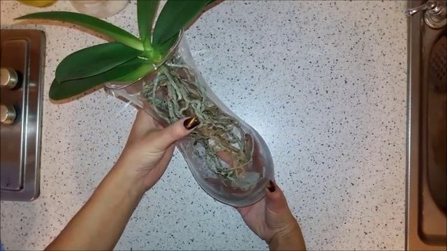 Фаленопсис фиолетовая бабочка №24. Какую посадку выбрать? смотреть онлайн