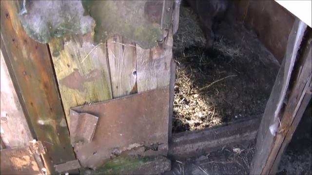 Вьетнамский кабан производитель смотреть онлайн