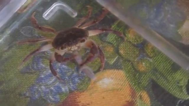 Краб в аквариуме crab in the aquarium смотреть онлайн