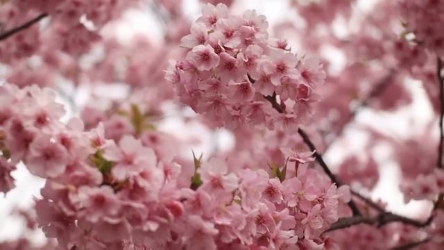 9 апреля народный праздник Святая Матрена. Народные запреты, приметы, традиции и обряды. смотреть онлайн