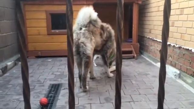 Собаки делят кость между собой 😄😊 смотреть онлайн
