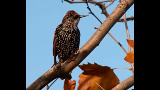 Otto og Hans Glade Gårdmusikanter - Stæren i Upsala -1974 смотреть онлайн