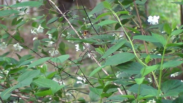 Макро-Видео: Соловей Поет в Ботсаду в Киеве: Крупным Планом, Киев, Украина смотреть онлайн