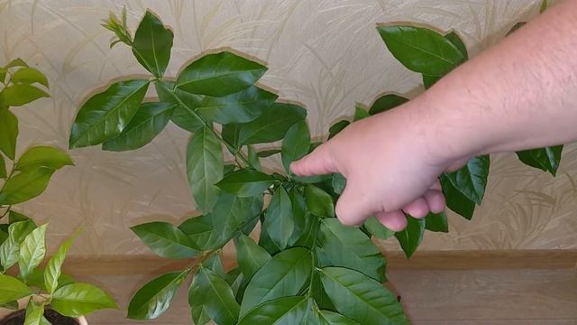 Домашний Лимон В Горшке После Обрезки смотреть онлайн