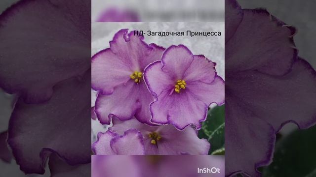 Фиалки моих сортов#фиалки#цветут#цветение#фото#коллекция# смотреть онлайн